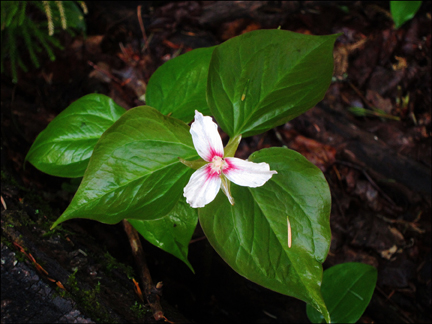 Adirondack Wildflowers:  Painted Trillium at the Paul Smiths VIC